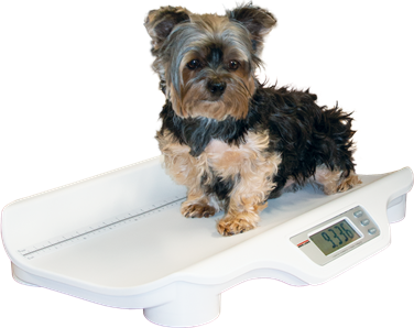 Rice Lake VS-11 Dual Range Digital Companion Animal Scale
