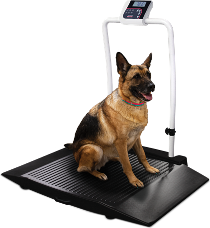 Rice Lake VS-35 Dual-ramp with Handrail Companion Animal Scale