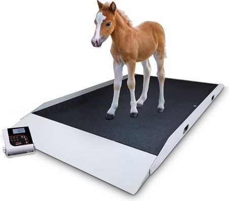 Rice Lake VS-40 Dual-ramp Large Animal Scale